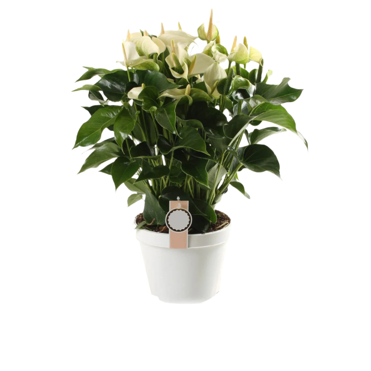 Anthurium