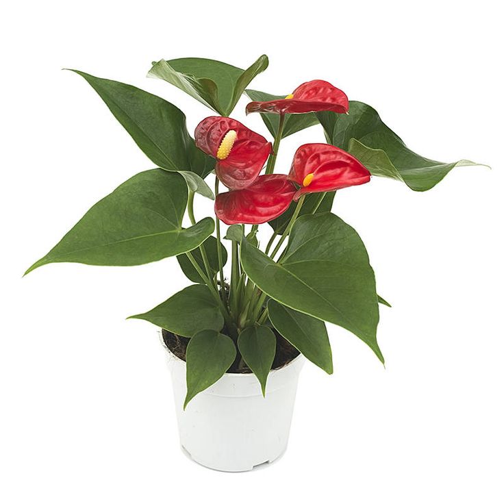Anthurium