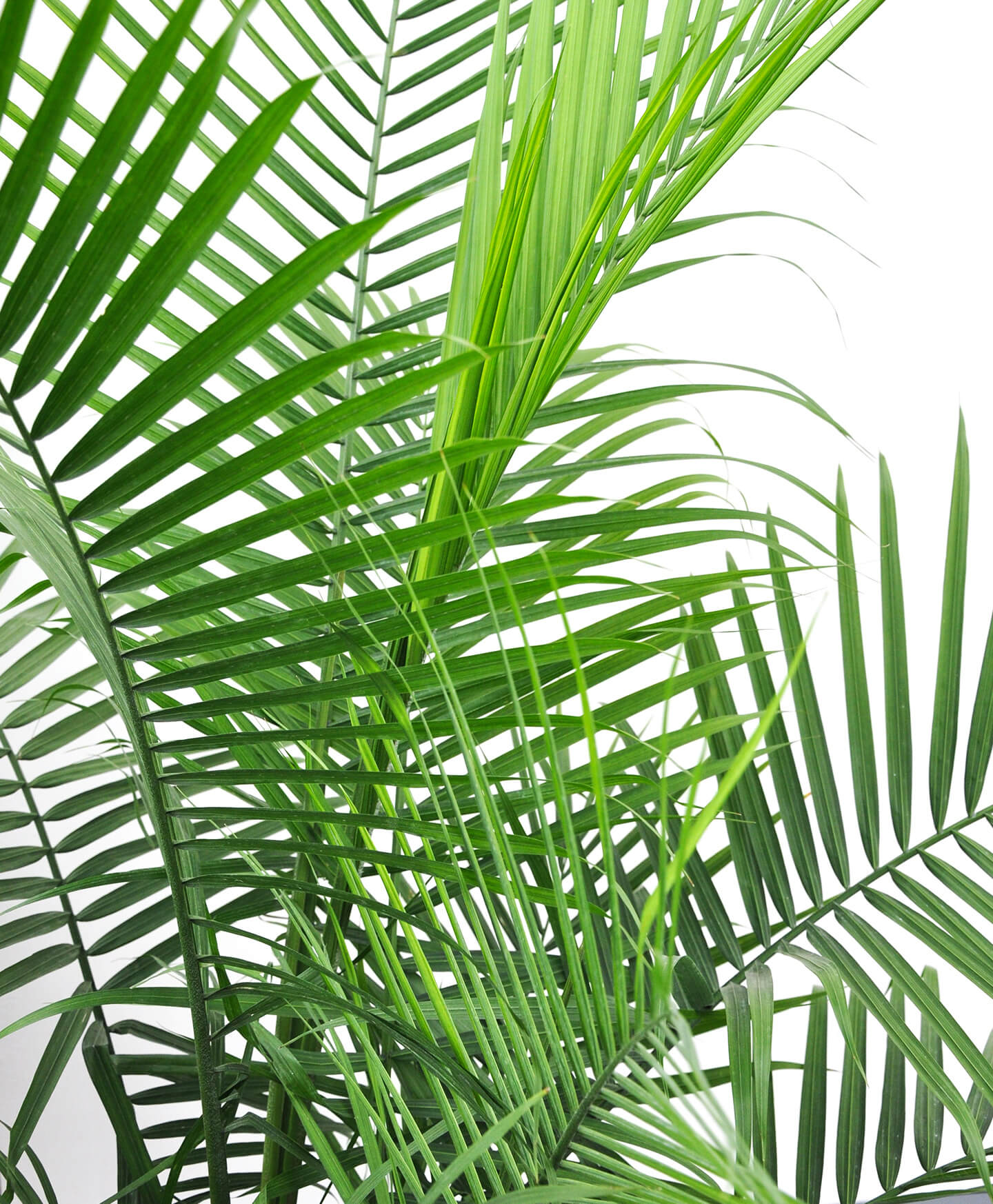 Areca Palm