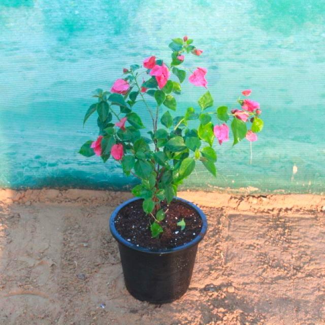 Bougainvillea Pink