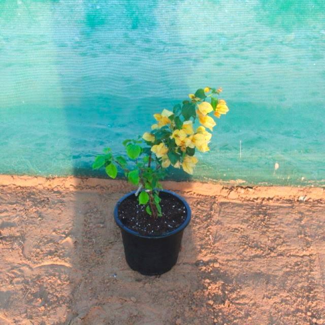 Bougainvillea Yellow
