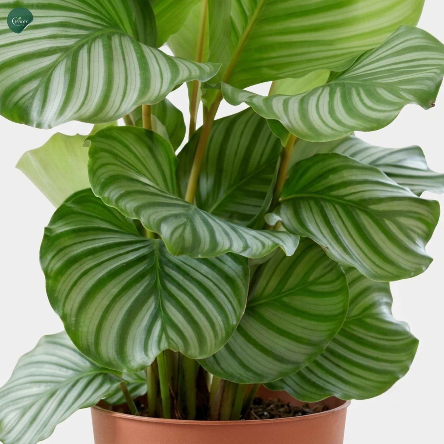 Pet-friendly Calathea Orbifolia indoor plant