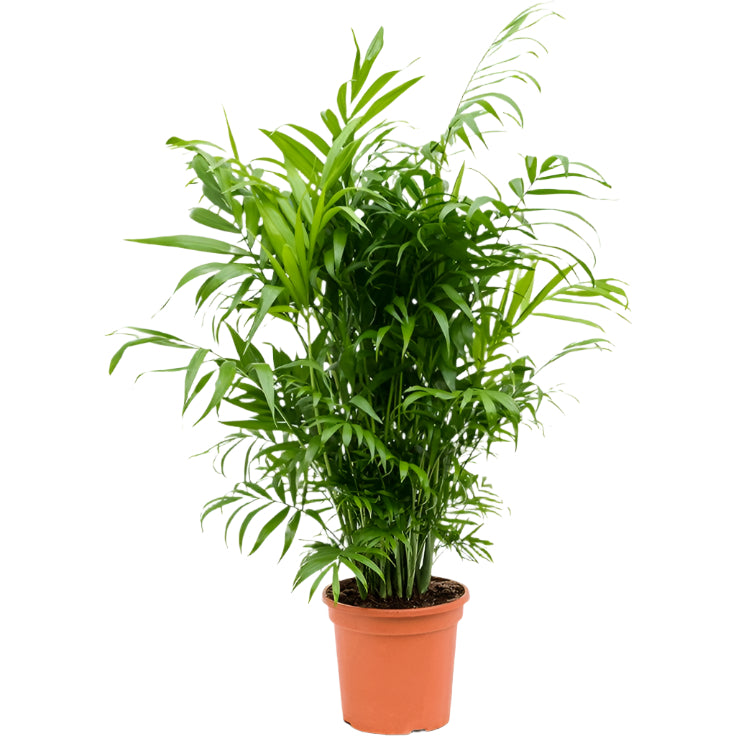 Chamaedorea