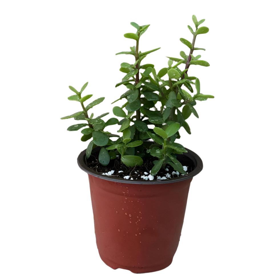 Crassula ovata