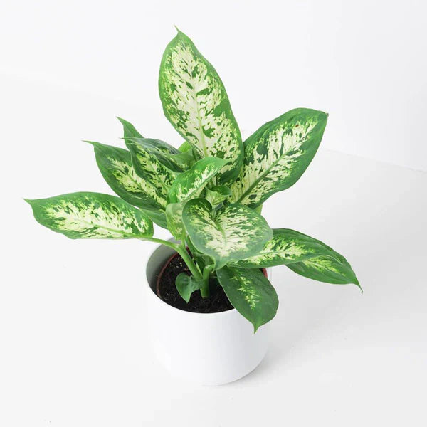 Dieffenbachia