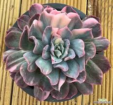 Violet Queen