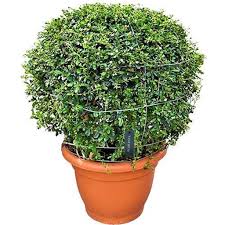 Ehretia
