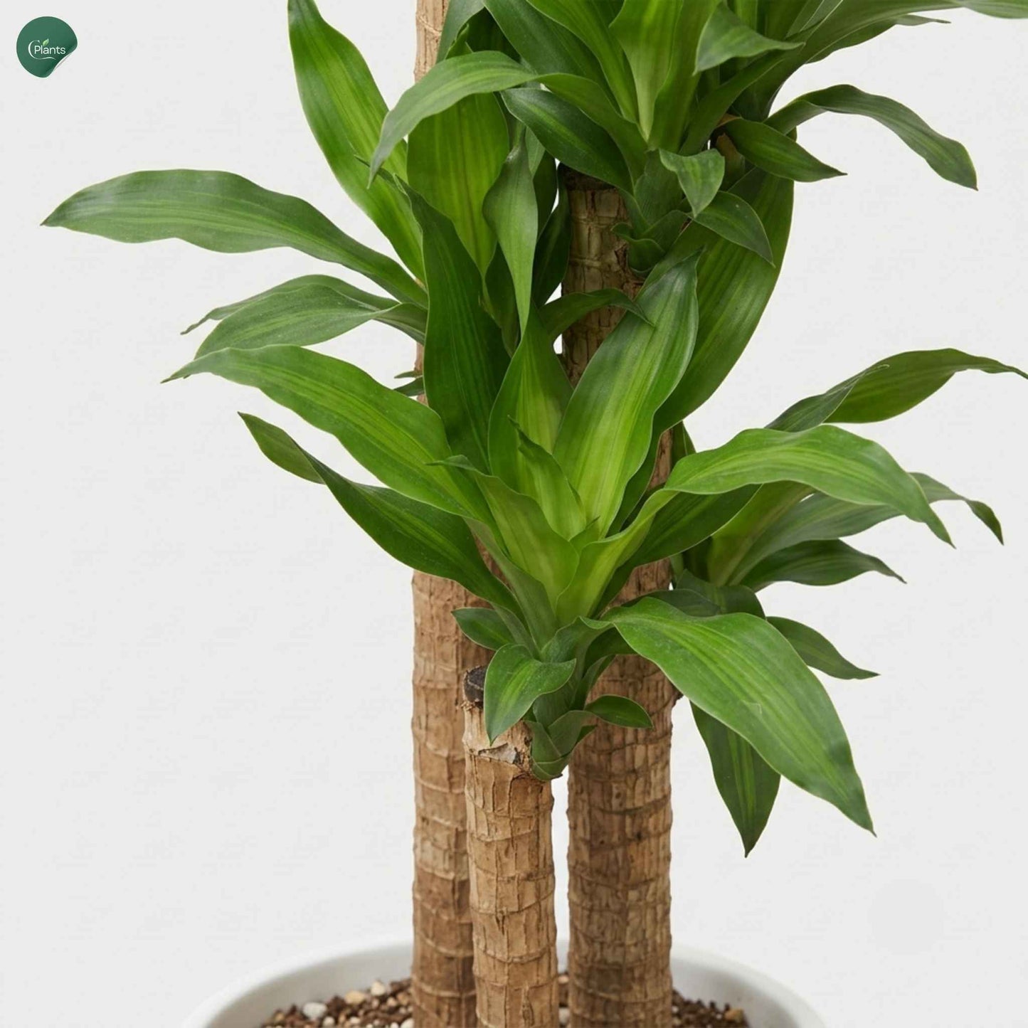 Large Dracaena Massangeana office plant UAE