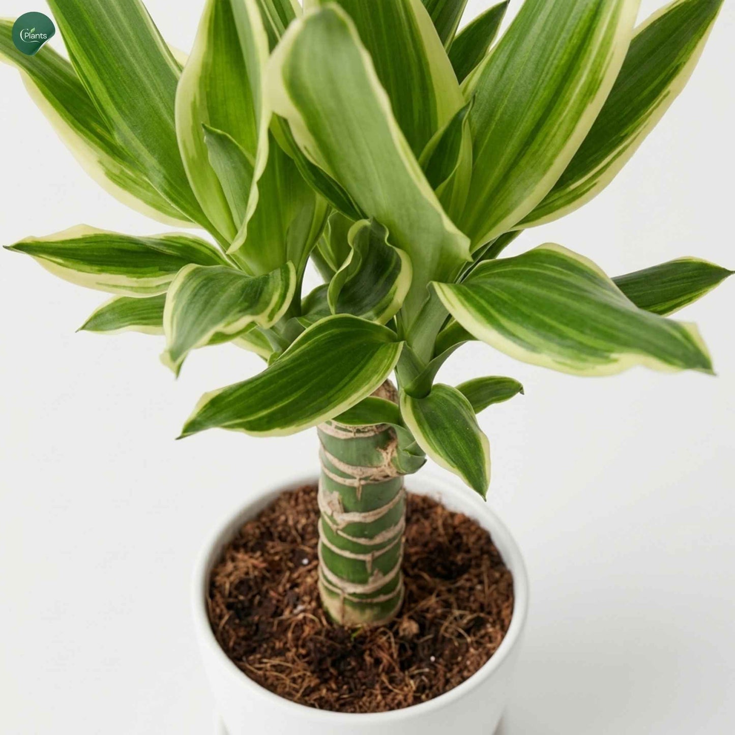 Dracaena Golden Coast office plant Dubai UAE