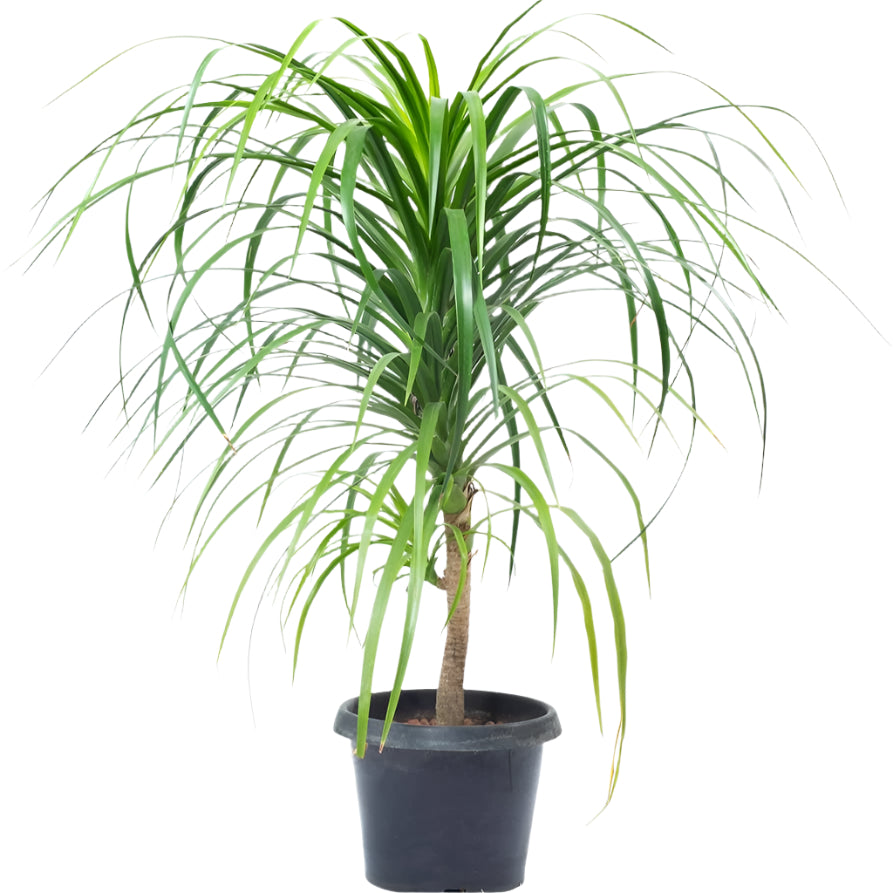 Draco Tree