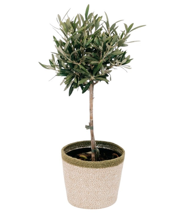 Olive Tree