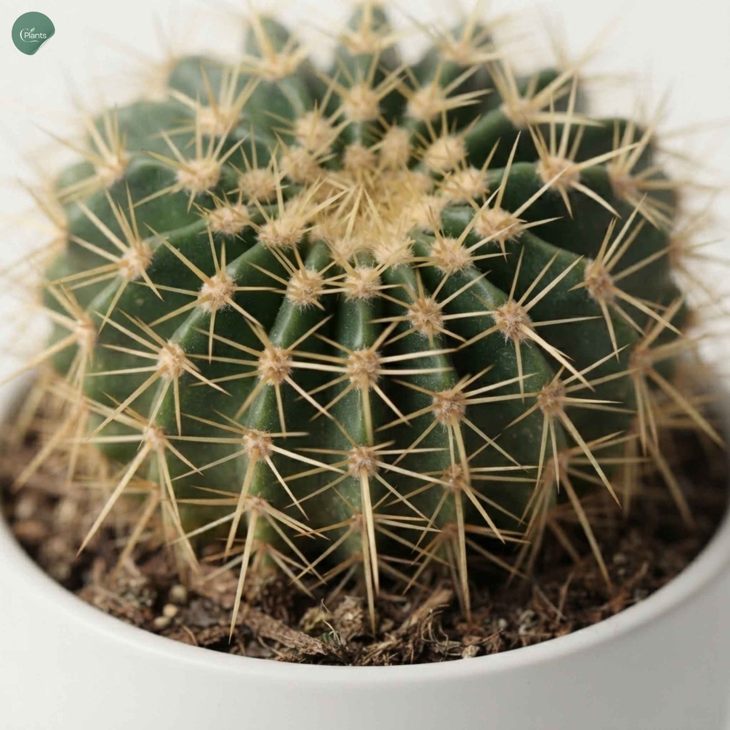 Golden Barrel Cactus Close-Up with Golden Spines