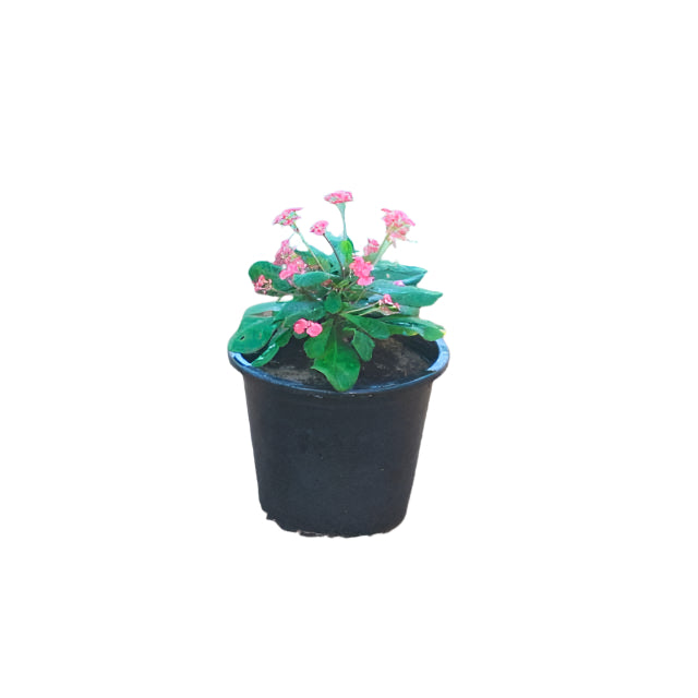 Euphorbia