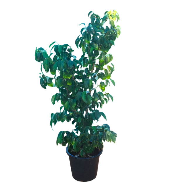 Ficus Benjamina