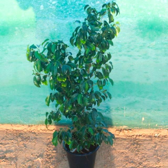 Ficus Benjamina
