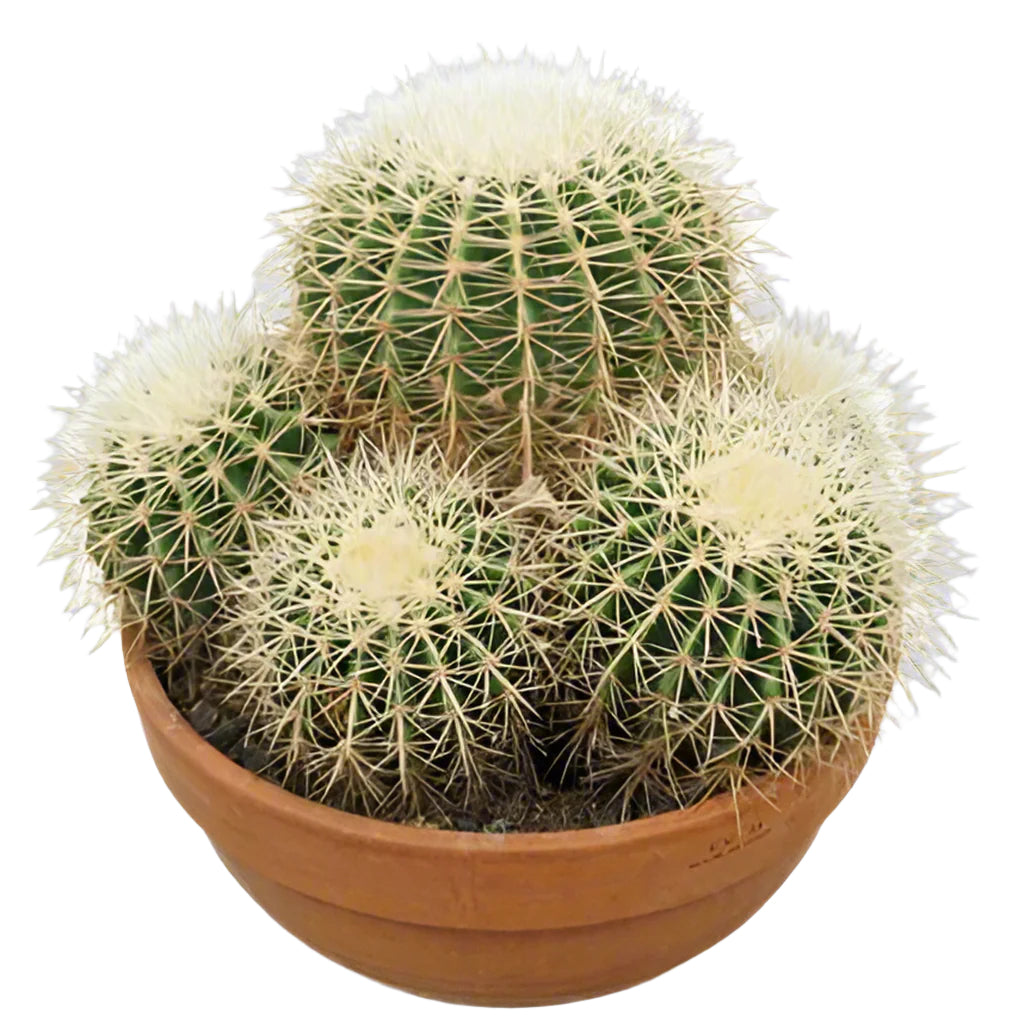 Golden Ball Cactus
