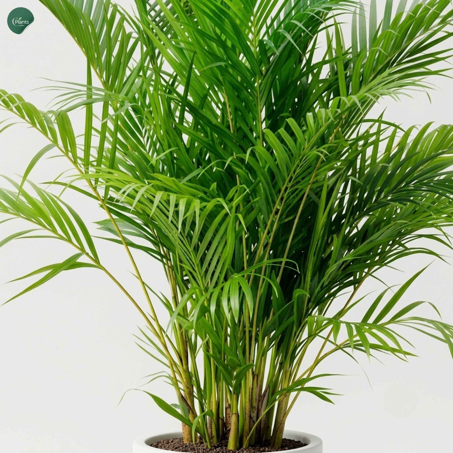 Healthy green Areca Palm leaves indoor plant UAE