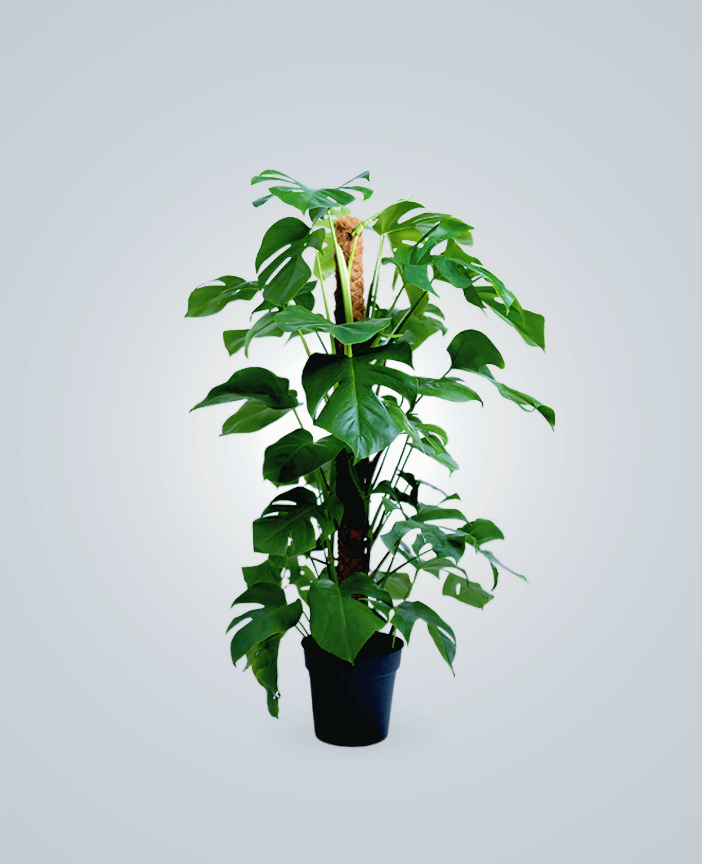 monstera plant dubai Swiss Cheese Plant - Monstera Plant