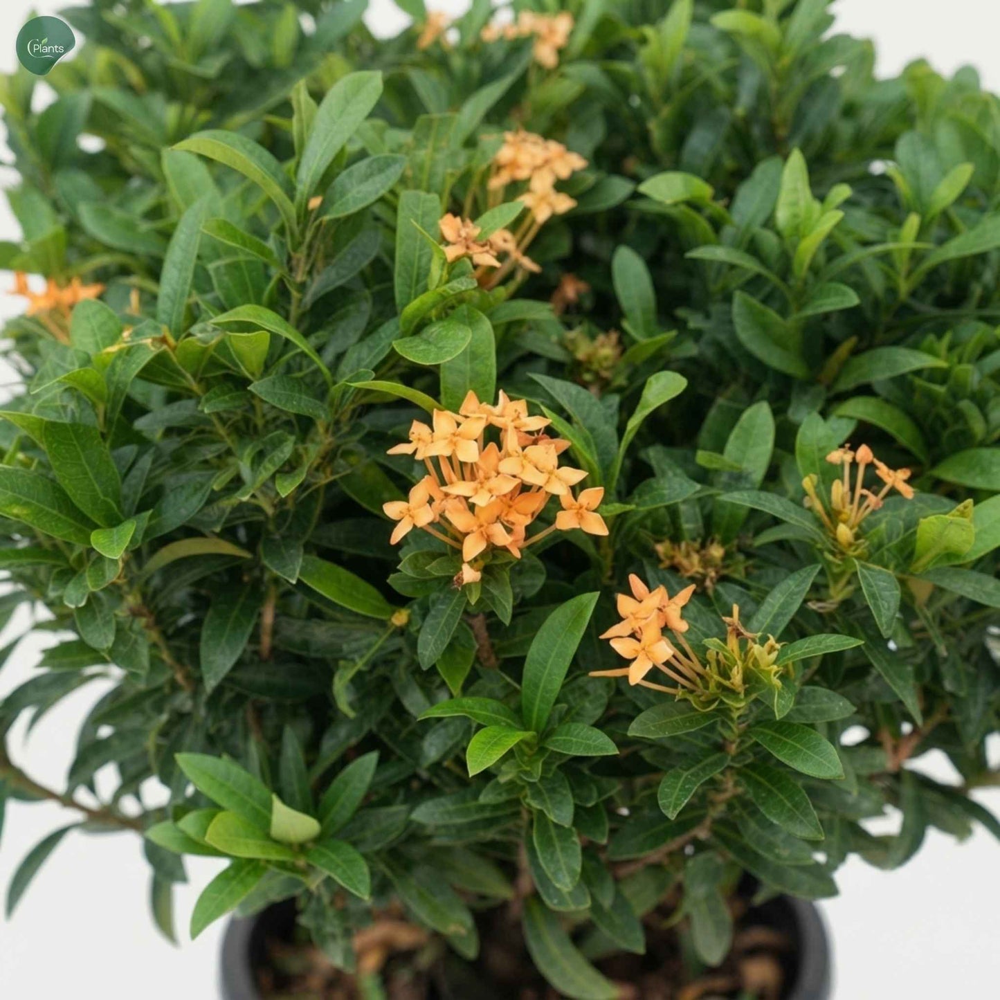 Ixora Chinensis evergreen foliage flowering shrub Dubai