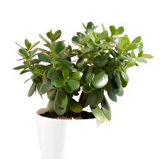 Jade plant