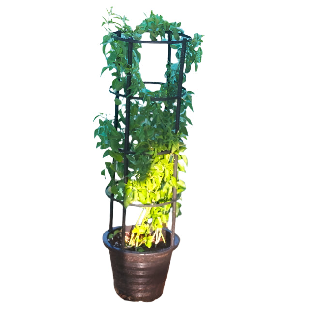 Jasmine Grandiflora - Fragrant Outdoor Flowering Plant