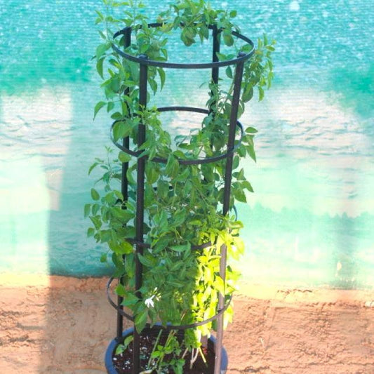 Jasmine Grandiflora - Fragrant Outdoor Flowering Plant