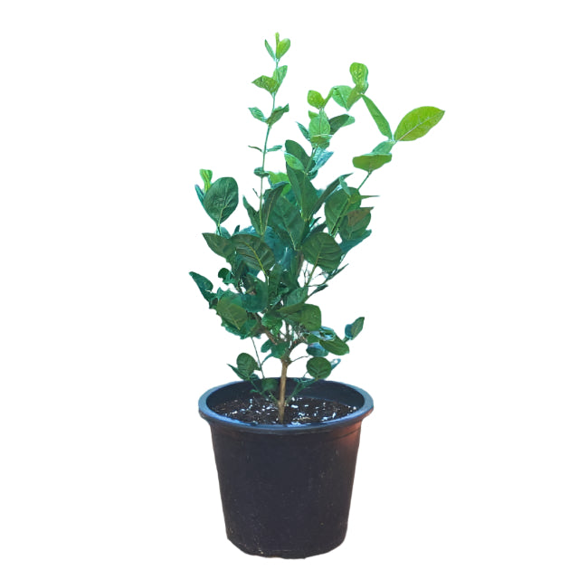 Jasmine Plant
