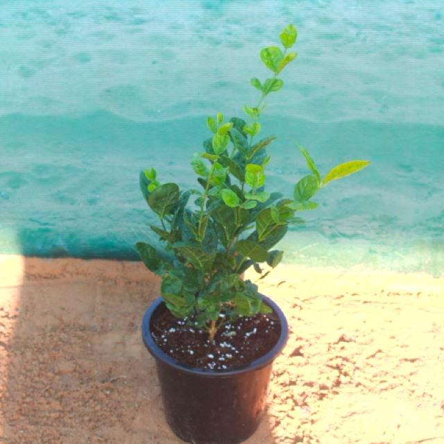 Jasmine Plant