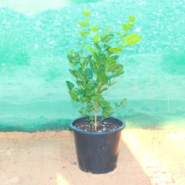 Jasmine Plant