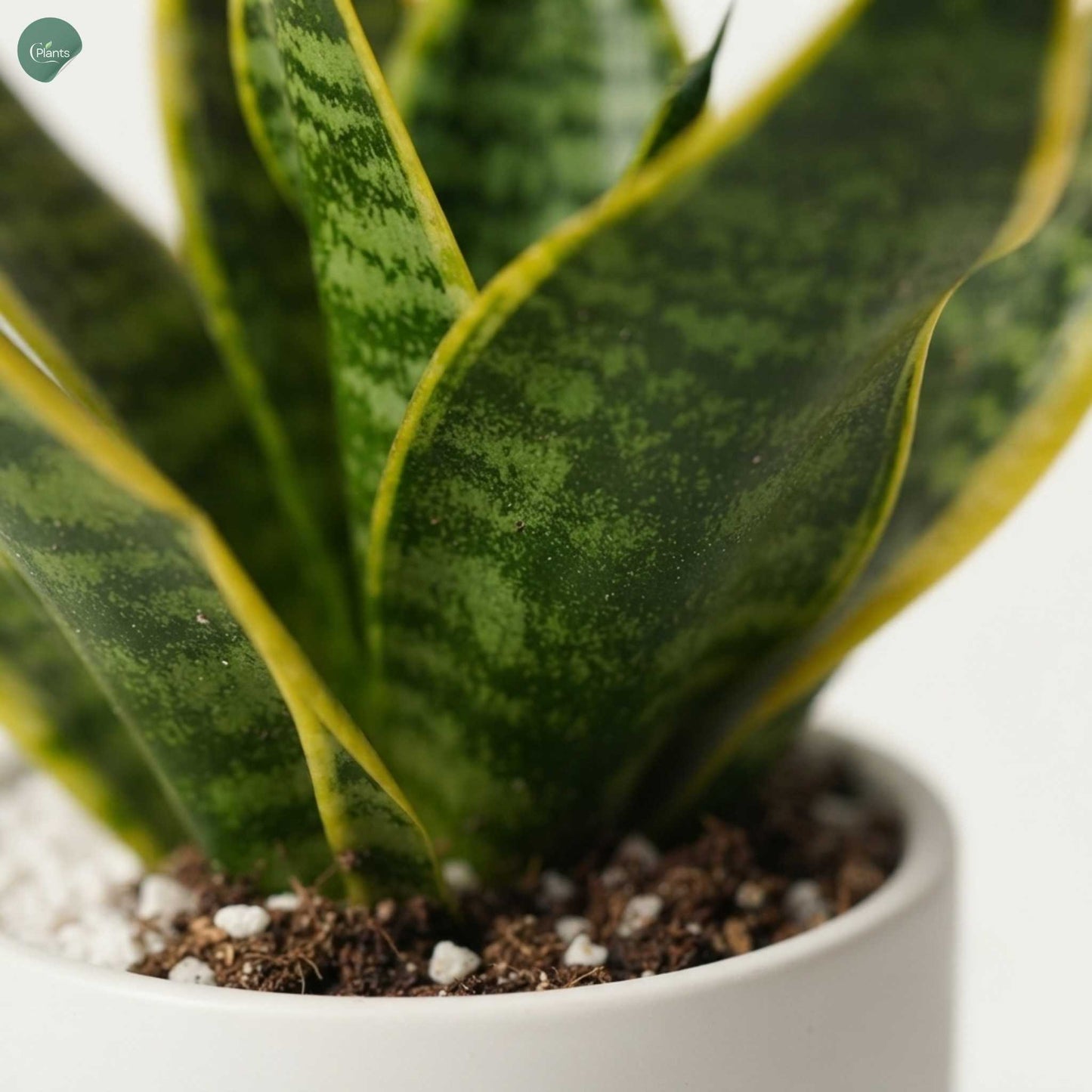 Easy care indoor plant Dubai UAE