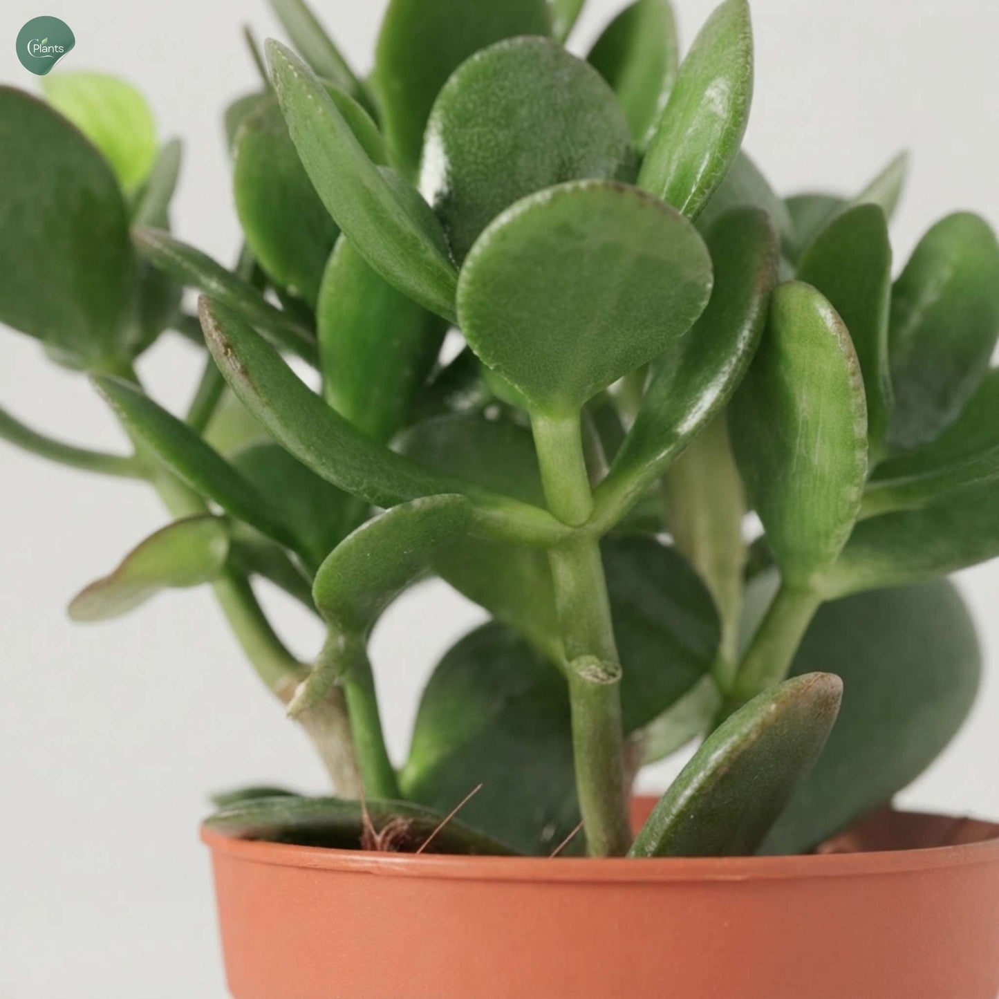 Low Maintenance Indoor Succulent Plant UAE