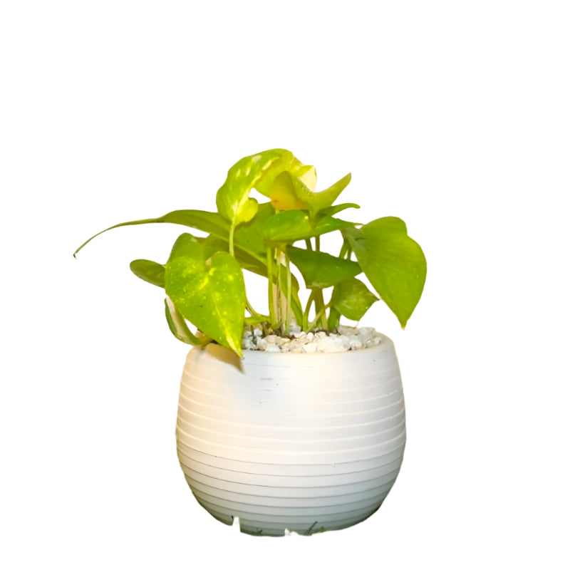 Money Plant table top