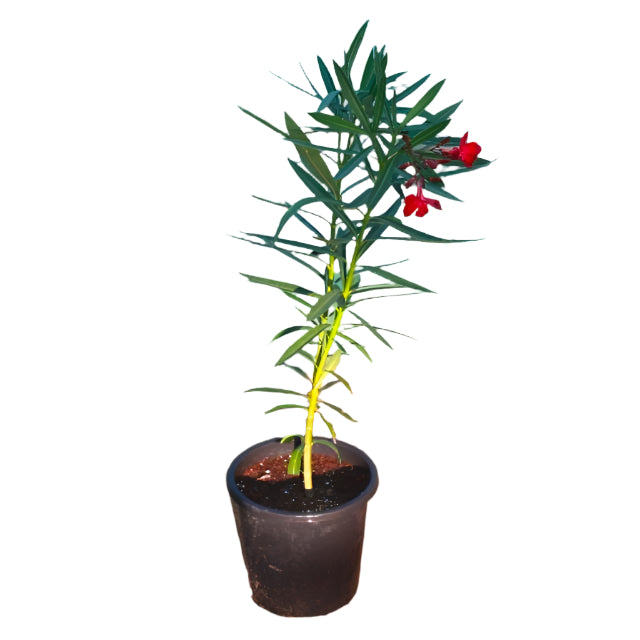 Nerium Oleander