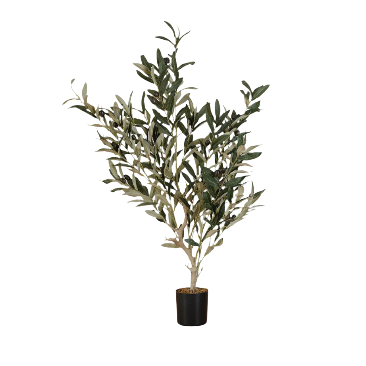 Olive Tree