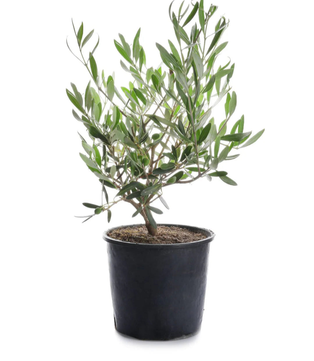 Olive Tree