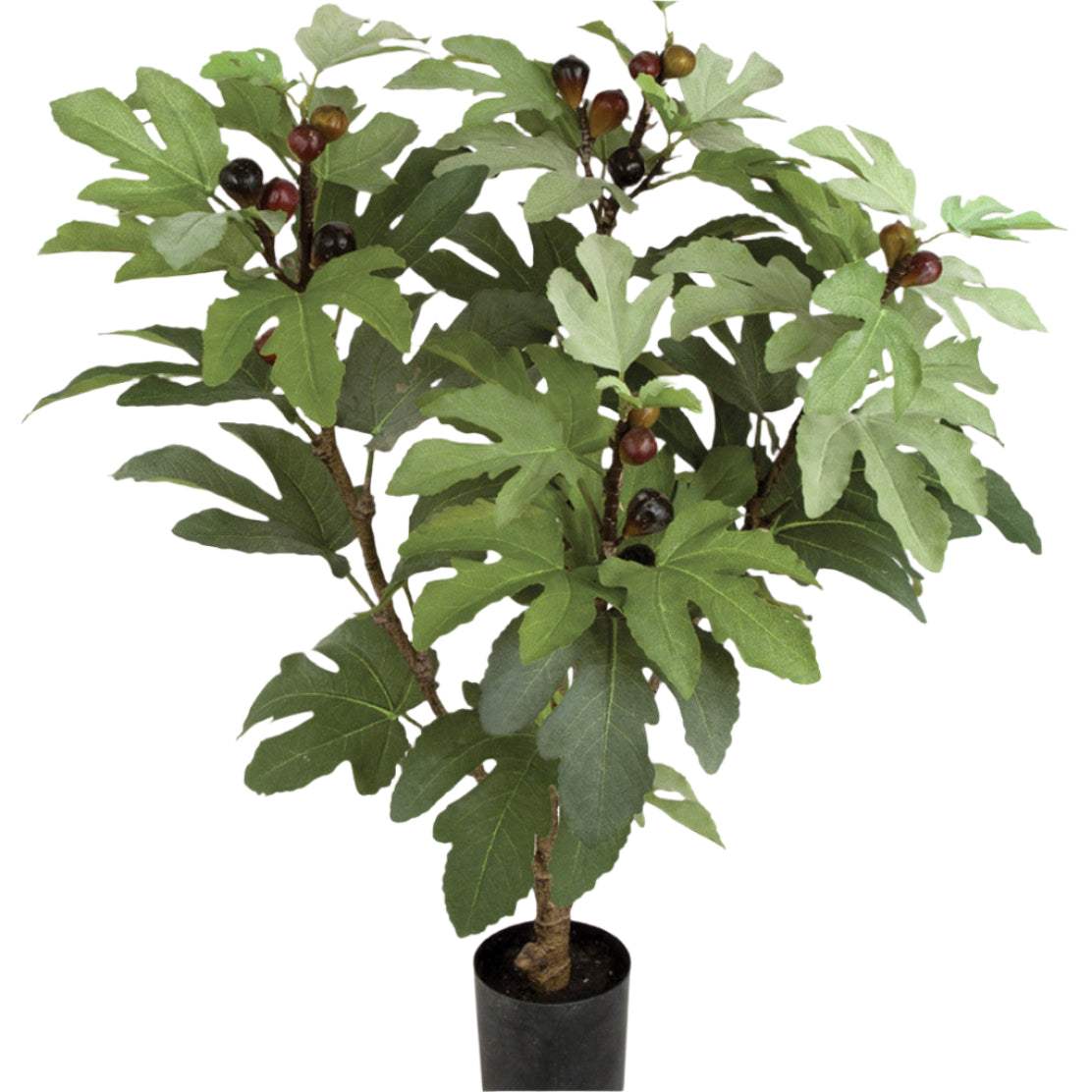 Fig Tree