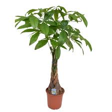 Pachira Sail or Pachira/ Good luck tree