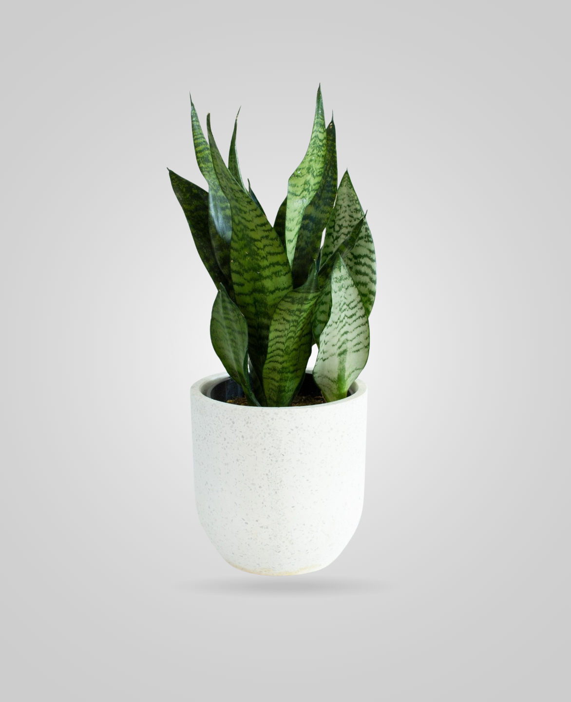 temp for snake plant Sansevieria