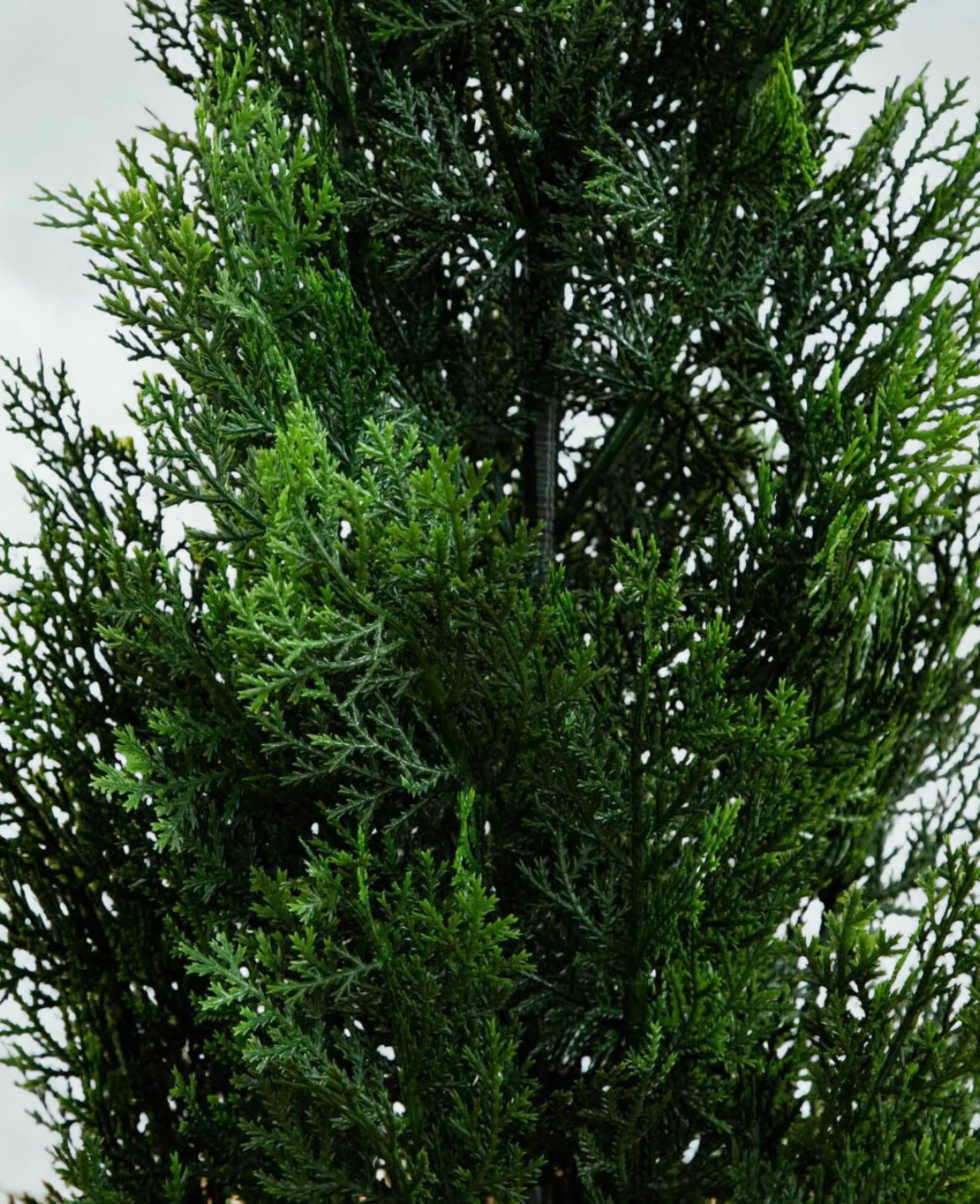 Mini Cedar Pine Tree