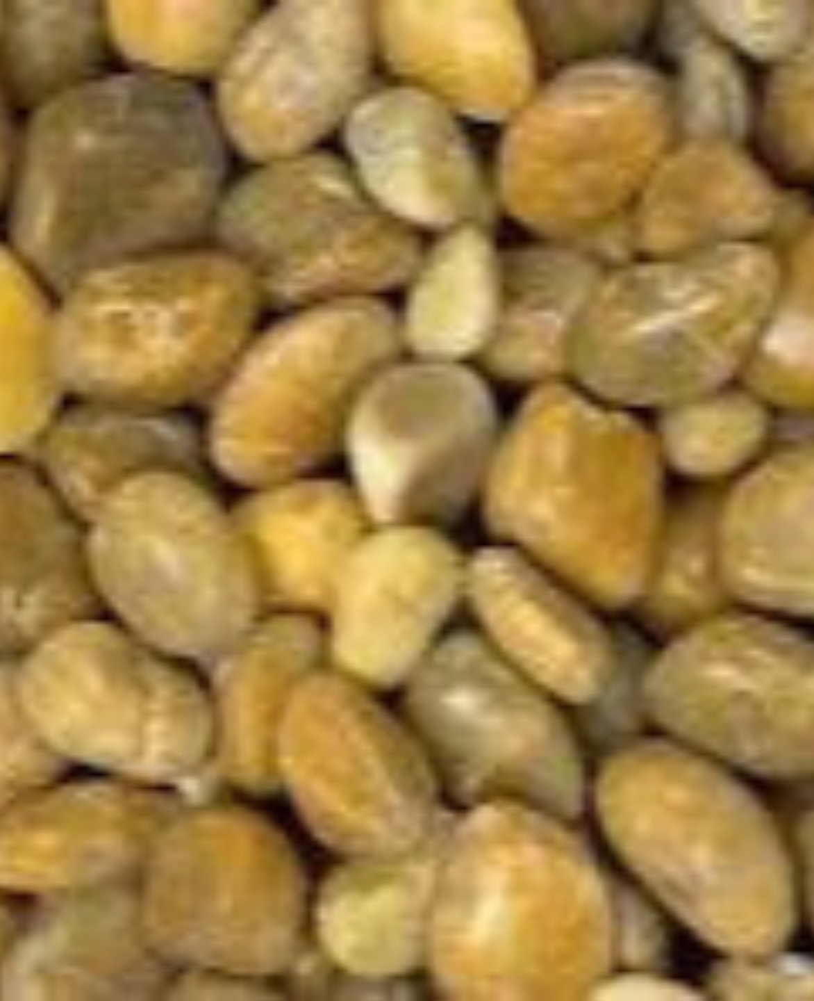 Yellow Pebbles