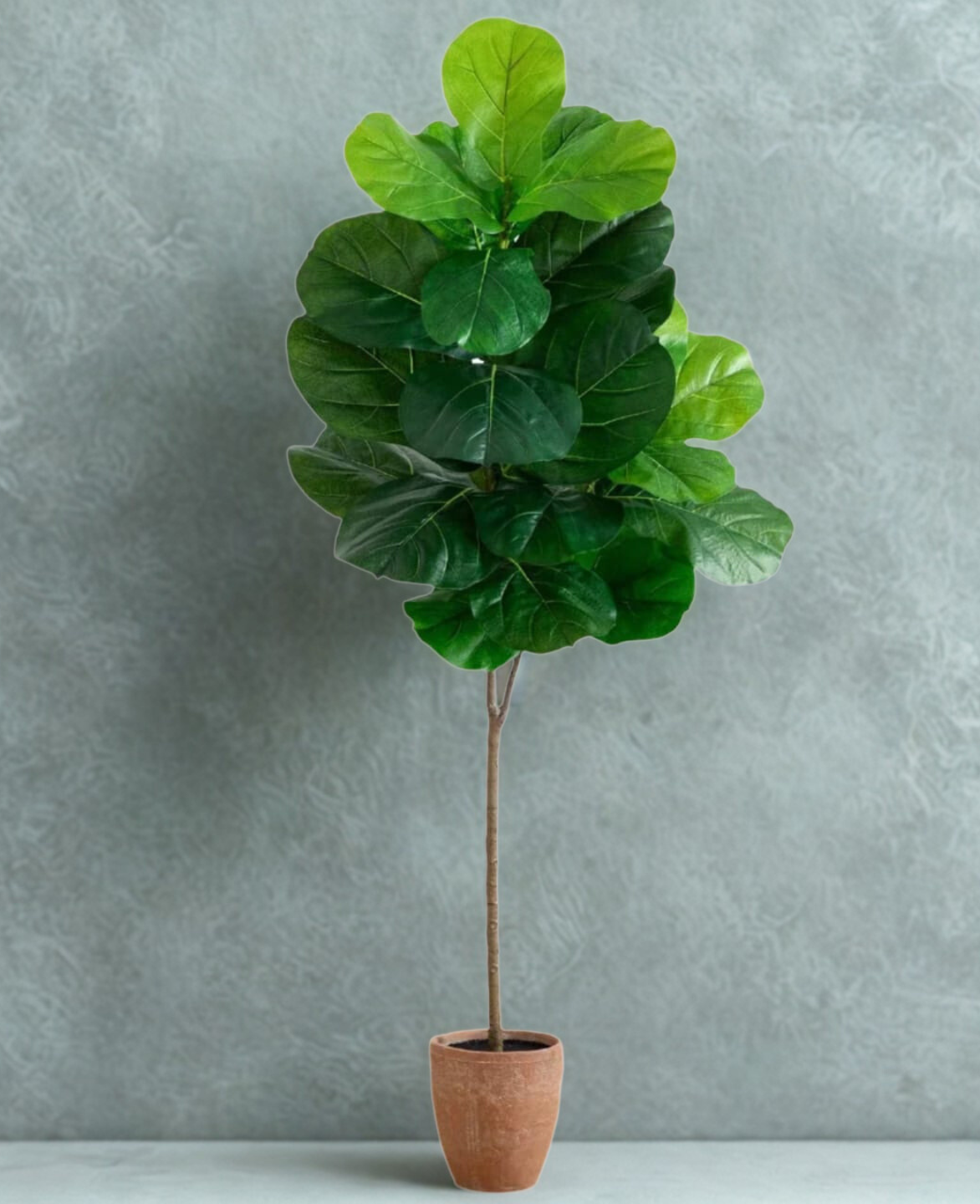 Giant Leaf Fiddle Leaf Fig Tree
