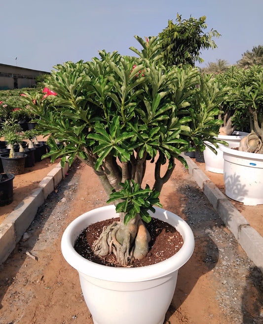 Desert Rose/Adenium Obesum
