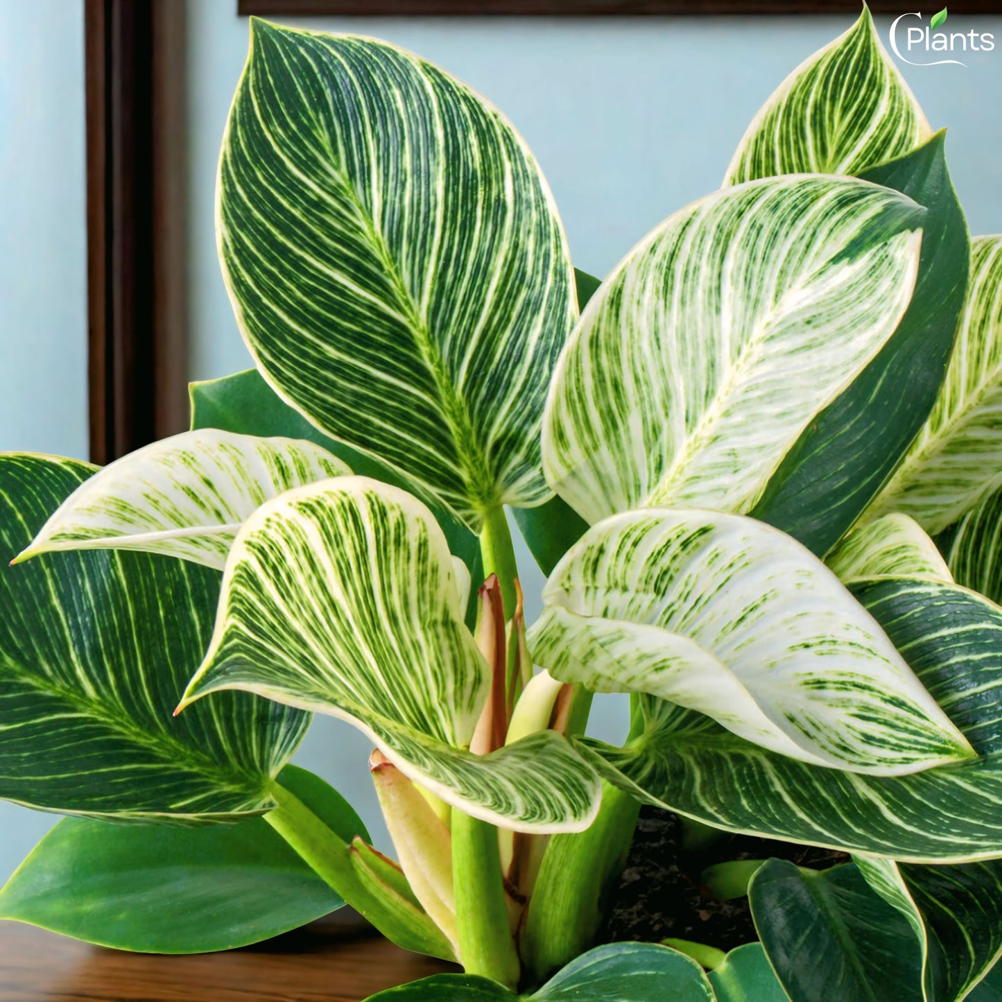 Philodendron