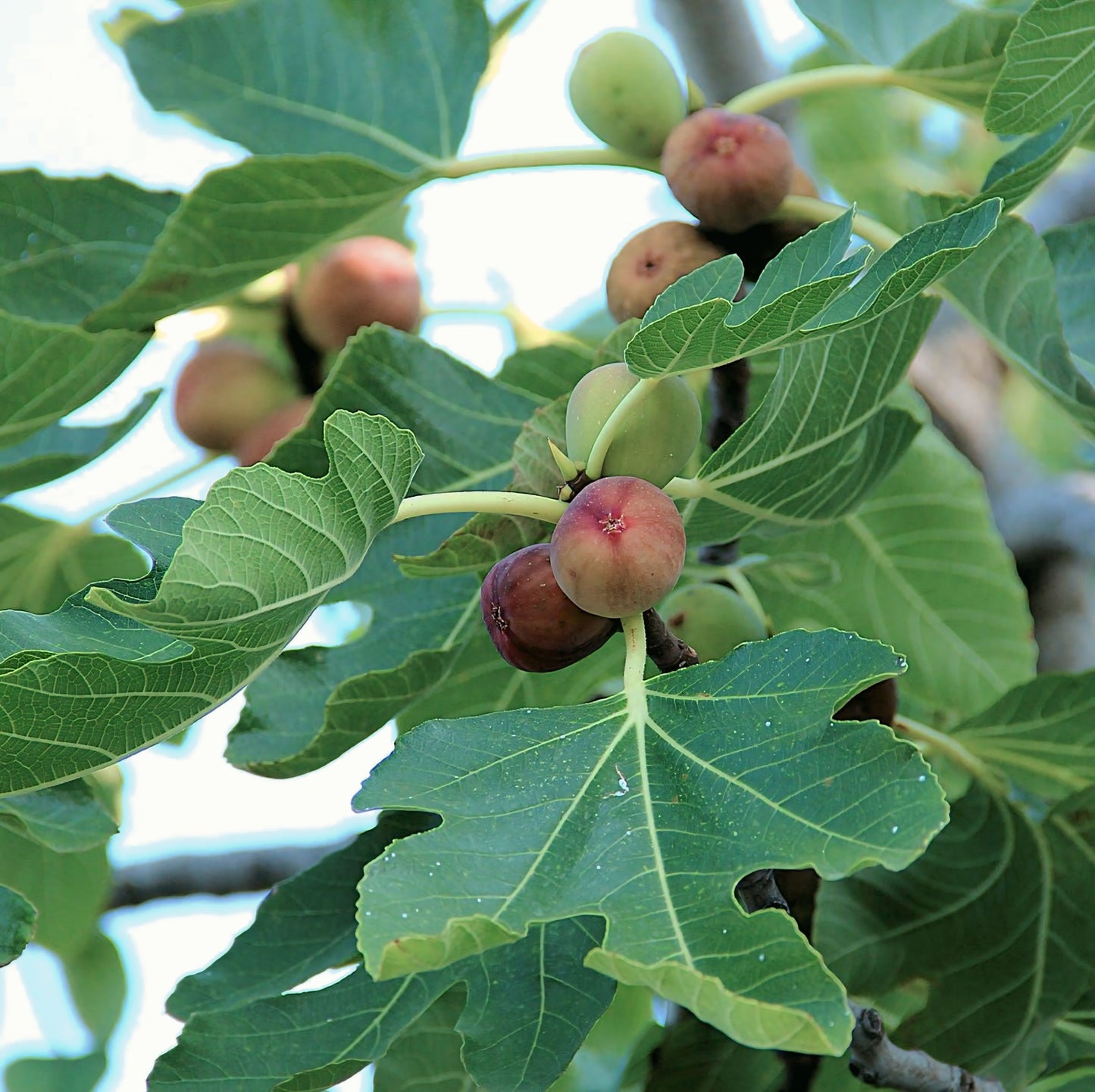 Fig Tree