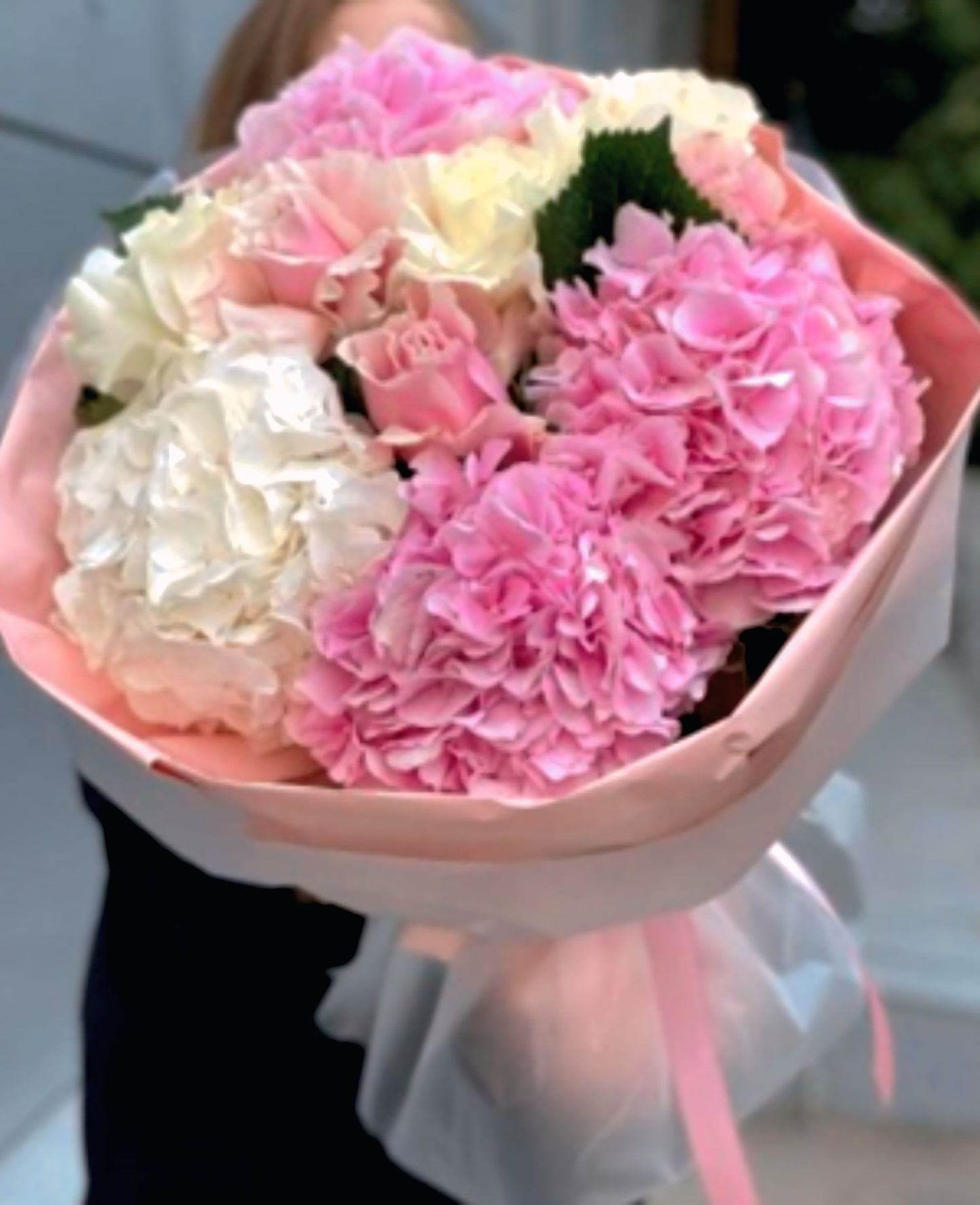 Pink and white Hydrangea