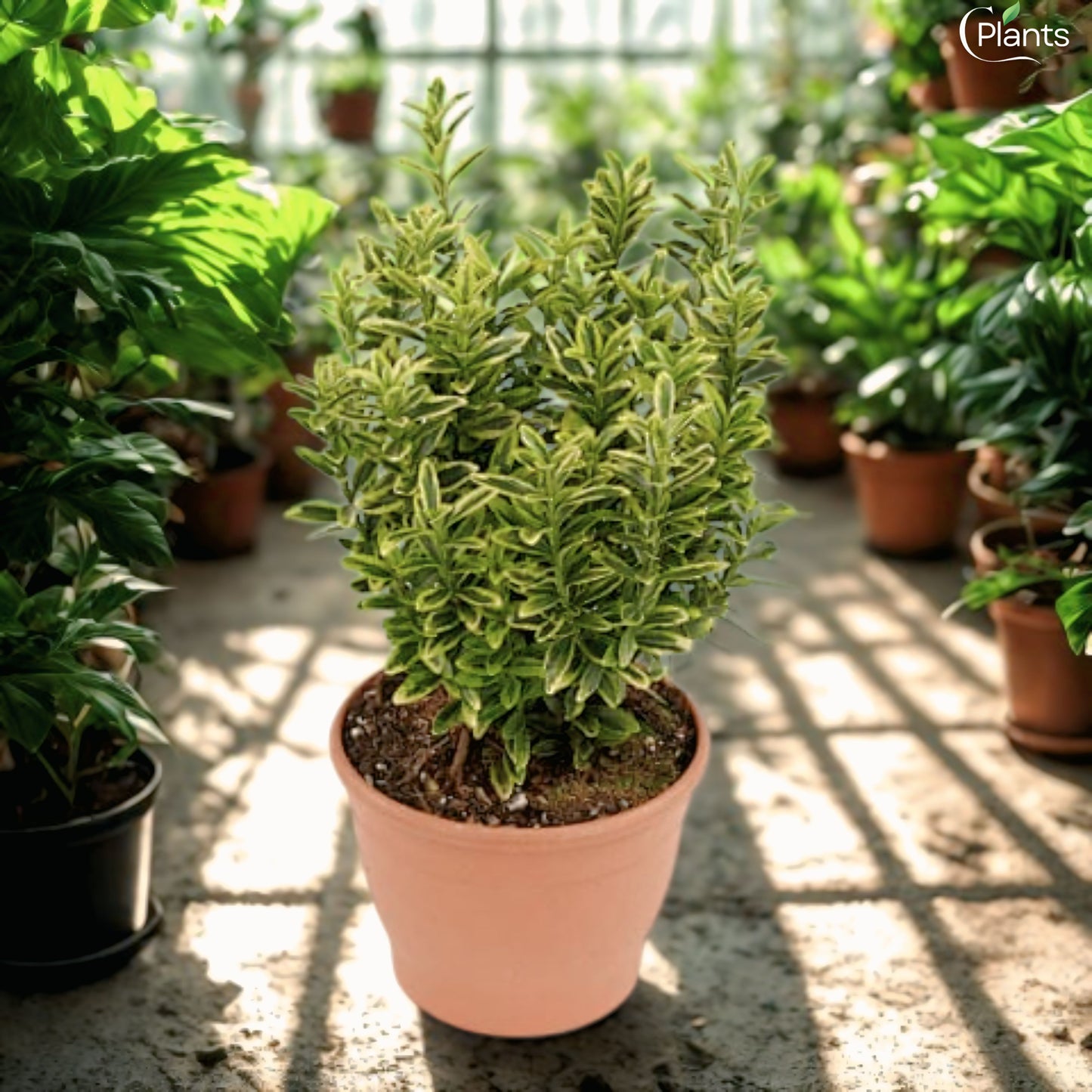 Evergreen Euonymus