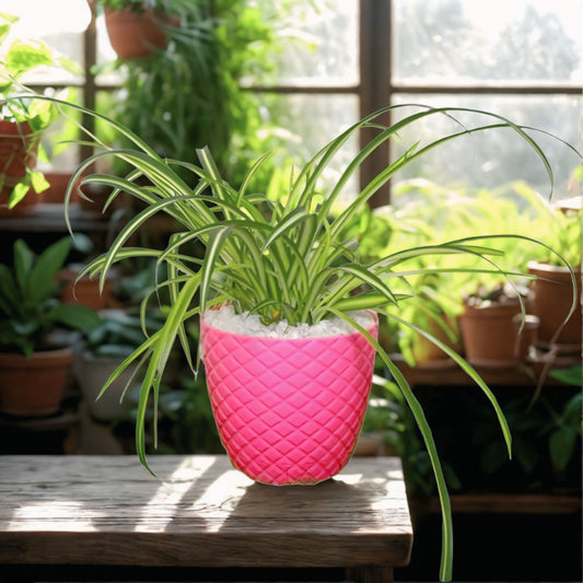 Spider Plant(Chlorophytum)