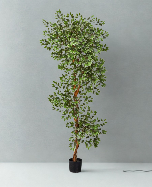 Variegated Ficus Tree