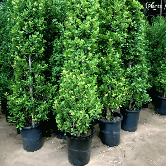 Ficus Panda Narrow Shape
