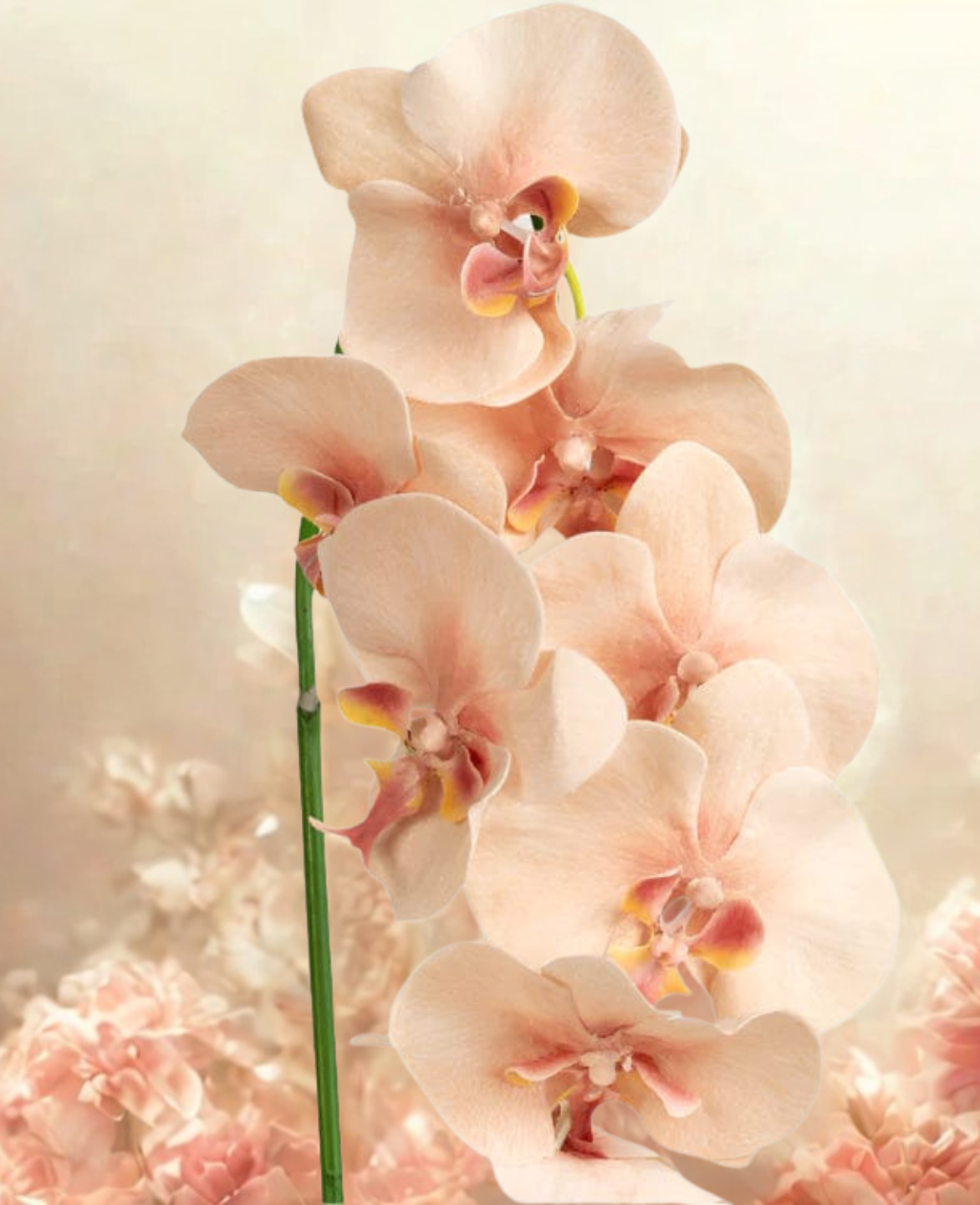 Orchid